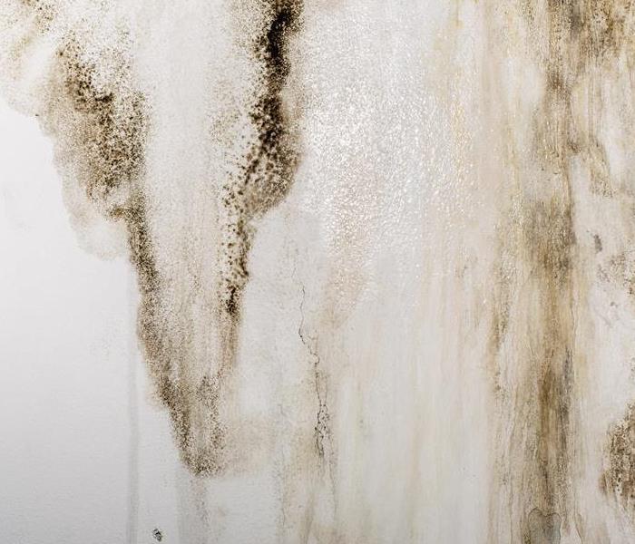 mold on a wall 